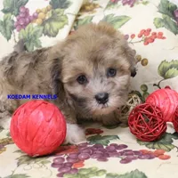 Eris Male, a male Shihpoo for sale in Rock Rapids, IA – 5 of 5