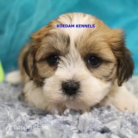 Uma Female 2 – Shichon puppy for sale in Rock Rapids, IA