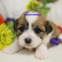 Uma Female 2, a female Shichon for sale in Rock Rapids, IA – Photo 2 of 2