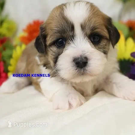 Uma Female 2 – Shichon puppy for sale in Rock Rapids, IA