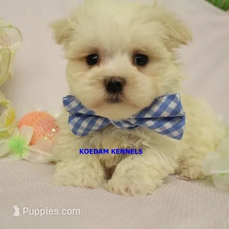 Piper Male 1 – Maltese puppy for sale in Rock Rapids, IA