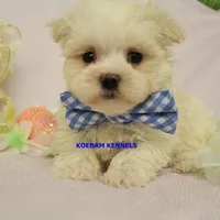 Piper Male 1, a male Maltese for sale in Rock Rapids, IA – Photo 2 of 4