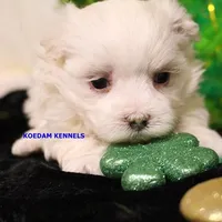 Piper Male 1, a male Maltese for sale in Rock Rapids, IA – Photo 1 of 2