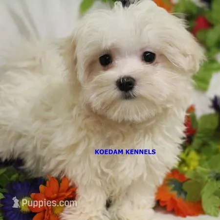 Piper Male 1 – Maltese puppy for sale in Rock Rapids, IA