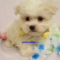 Piper Male 1, a male Maltese for sale in Rock Rapids, IA – Photo 1 of 4