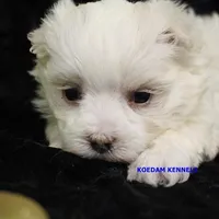 Piper Male 1, a male Maltese for sale in Rock Rapids, IA – Photo 2 of 2