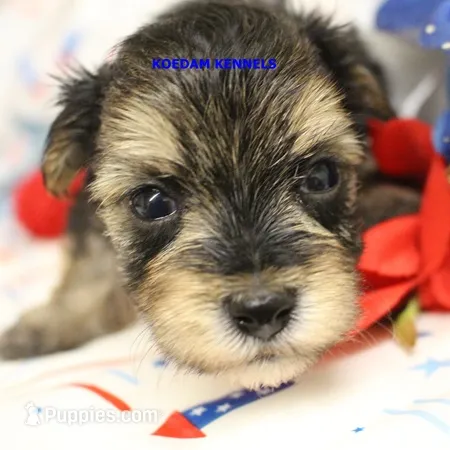 Pumpkin Male 3 – Morkie puppy for sale in Rock Rapids, IA