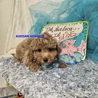 Cass Male 2, a male Poochon for sale in Rock Rapids, IA – 3 of 4