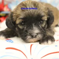 Eris Female 2, a female Shihpoo for sale in Rock Rapids, IA – 1 of 2
