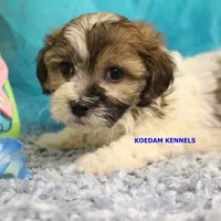 Summer Male 2, a male Shichon for sale in Rock Rapids, IA – 1 of 2