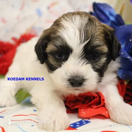 Egypt Female 2 – Shichon puppy for sale in Rock Rapids, IA