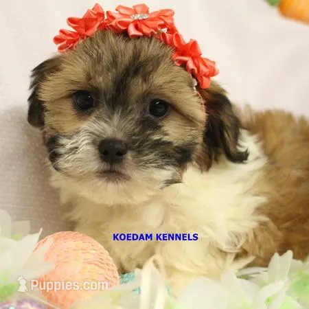 Glory Female 3 – Shichon puppy for sale in Rock Rapids, IA