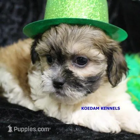 Glory Female 3, a female Shichon for sale in Rock Rapids, IA – Photo 1 of 2