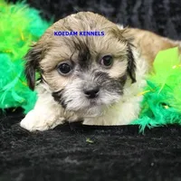 Glory Female 3, a female Shichon for sale in Rock Rapids, IA – Photo 2 of 2