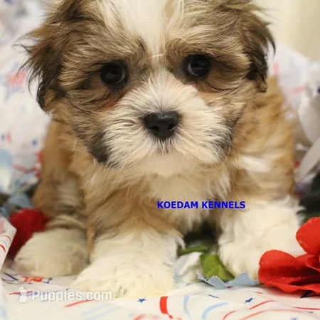 Tickles Male – Mal Shi puppy for sale in Rock Rapids, IA