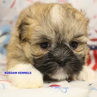 Tickles Female 3, a female Mal Shi for sale in Rock Rapids, IA – 5 of 6