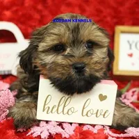 Fall Male 3, a male Shih Tzu and Yorkshire Terrier for sale in Rock Rapids, IA – Photo 1 of 2