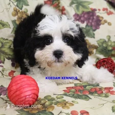 Shiva Male 2 – Shichon puppy for sale in Rock Rapids, IA