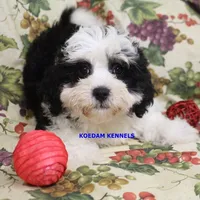 Shiva Male 2, a male Shichon for sale in Rock Rapids, IA – 1 of 5