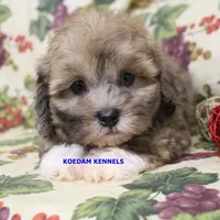 Eris Male, a male Shihpoo for sale in Rock Rapids, IA – 1 of 5