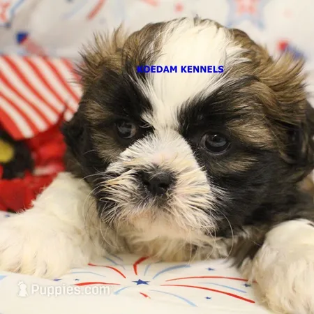 Zulu Male 2 – Shih Tzu puppy for sale in Rock Rapids, IA