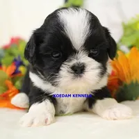 Luisa Male 2, a male Shih Tzu for sale in Rock Rapids, IA – Photo 2 of 2