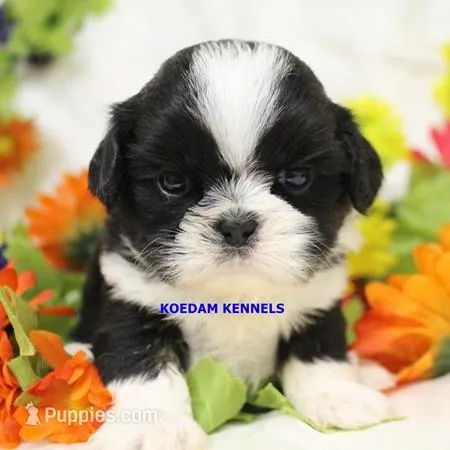 Luisa Male 2 – Shih Tzu puppy for sale in Rock Rapids, IA