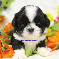 Luisa Male 2, a male Shih Tzu for sale in Rock Rapids, IA – Photo 1 of 2