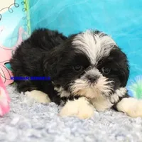 Luisa Male 2, a male Shih Tzu for sale in Rock Rapids, IA – 4 of 4