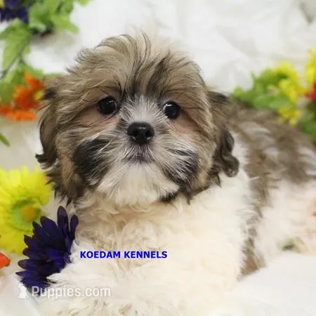 Wiggles Male 1 – Mal Shi puppy for sale in Rock Rapids, IA