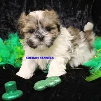 Wiggles Male 1, a male Mal Shi for sale in Rock Rapids, IA – Photo 1 of 2