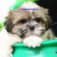 Wiggles Male 1, a male Mal Shi for sale in Rock Rapids, IA – Photo 2 of 5