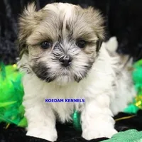 Wiggles Male 1, a male Mal Shi for sale in Rock Rapids, IA – Photo 4 of 5