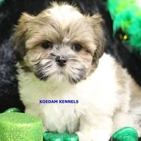 Wiggles Male 1, a male Mal Shi for sale in Rock Rapids, IA – Photo 5 of 5