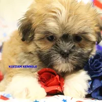 Tickles Female 3, a female Mal Shi for sale in Rock Rapids, IA – 6 of 6