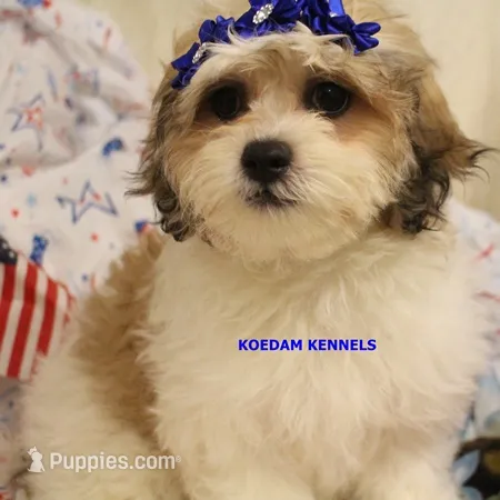 Doe Female 1 – Shichon puppy for sale in Rock Rapids, IA
