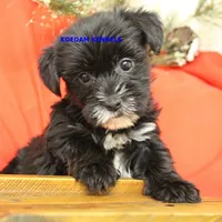 Joy Female 4, a female Yorkshire Terrier for sale in Rock Rapids, IA – Photo 5 of 6