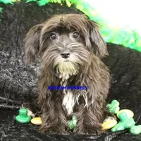 Joy Female 4, a female Yorkshire Terrier for sale in Rock Rapids, IA – Photo 6 of 6