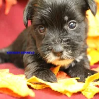Joy Female 4, a female Yorkshire Terrier for sale in Rock Rapids, IA – Photo 4 of 6