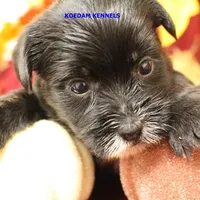 Joy Female 4, a female Yorkshire Terrier for sale in Rock Rapids, IA – Photo 3 of 6