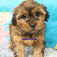 Winter Female 1, a female Shorkie for sale in Rock Rapids, IA – 1 of 5