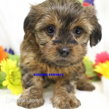 Winter Female 1 – Shorkie puppy for sale in Rock Rapids, IA