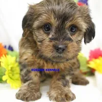 Winter Female 1, a female Shorkie for sale in Rock Rapids, IA – 2 of 5