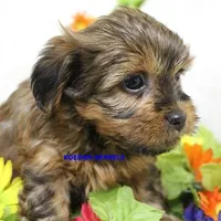 Winter Female 1, a female Shorkie for sale in Rock Rapids, IA – 5 of 5