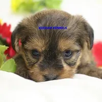 Winter Female 1, a female Shorkie for sale in Rock Rapids, IA – Photo 2 of 2