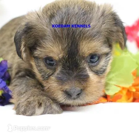 Winter Female 1 – Shorkie puppy for sale in Rock Rapids, IA
