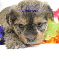 Winter Female 1, a female Shorkie for sale in Rock Rapids, IA – Photo 1 of 2