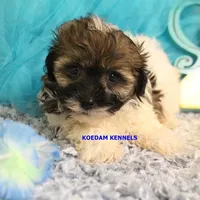 Summer Male 3, a male Shichon for sale in Rock Rapids, IA – 2 of 2