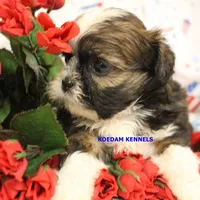 Zulu Female, a female Shih Tzu for sale in Rock Rapids, IA – 5 of 6