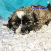 Valentine Male 1, a male Mal Shi for sale in Rock Rapids, IA – 2 of 2